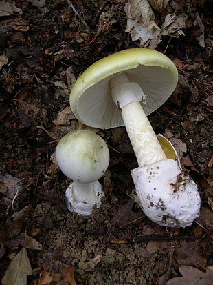 amanita_phalloides_1